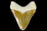 Serrated, Fossil Megalodon Tooth - Florida #122558-1